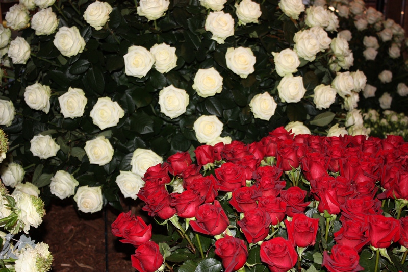 Rozenshow en trouwbeurs unieke combinatie in Museum BroekerVeiling