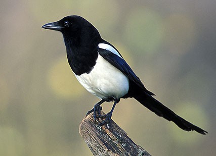 2e Column Linda van Hartingsveldt