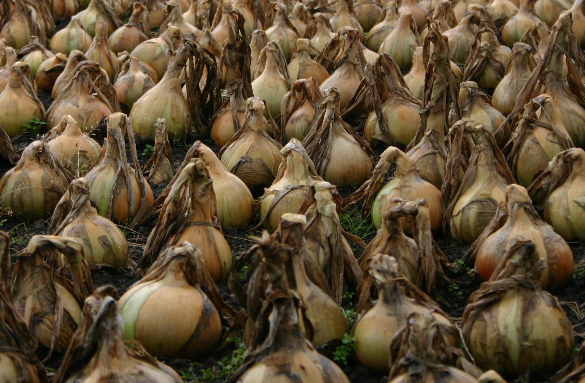 Open dag Volkstuindersvereniging Langedijk