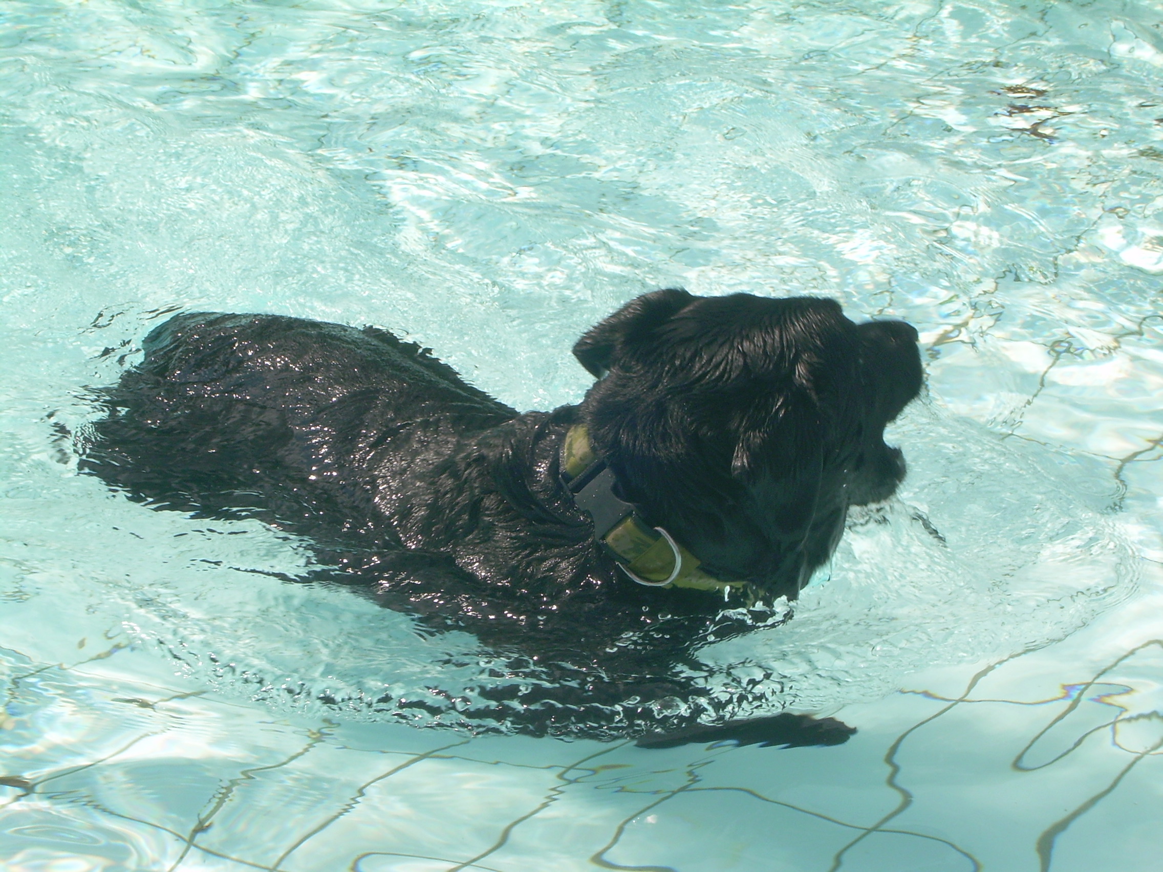 Hondenzwemmen in zwembad de Bever