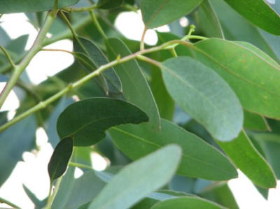 Herfst workshops bij De Oude Walnoot in Sint Pancras