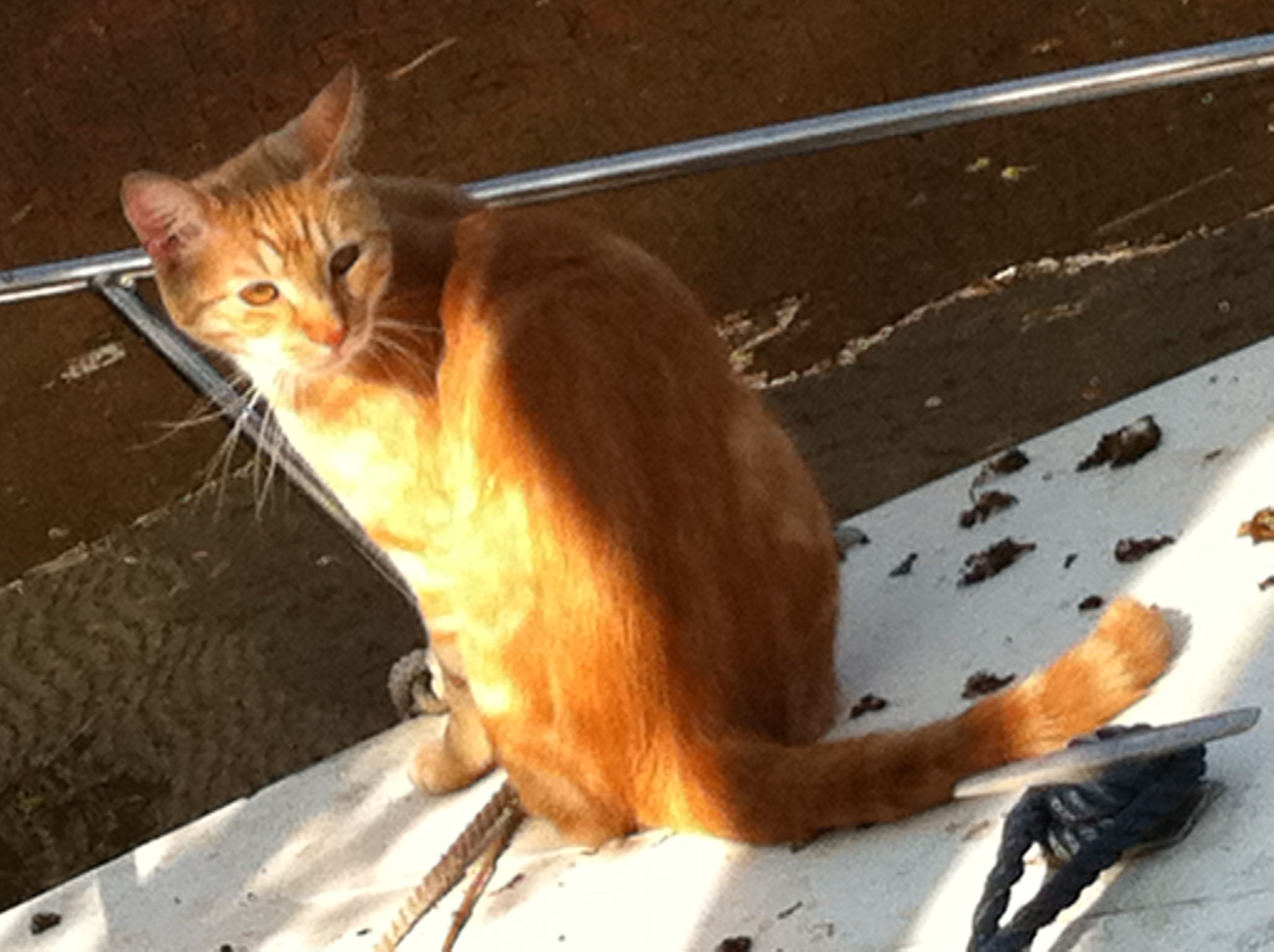 Gezocht: Vermiste kat Columbus in Oudkarspel