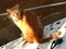 Vermiste kat Columbus