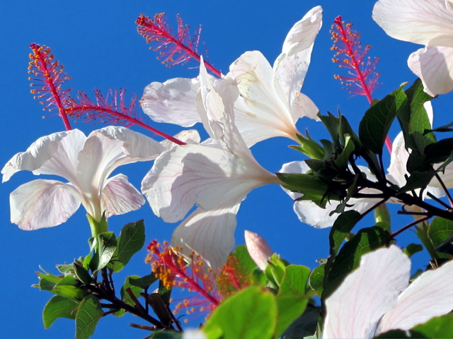 Stichting Lief Langedijk opgericht