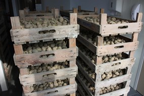 Aardappelen staan klaar voor de tuinderij van St. Veldzorg