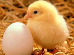 Paaseieren zoeken bij kinderboerderij ’Jong Leven’
