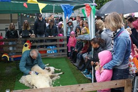 Schapen scheren tijdens het lentefeest op kinderboerderij Jong Leven in Sint Pancras