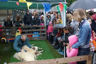 Schapen scheren tijdens het lentefeest op kinderboerderij Jong Leven in Sint Pancras