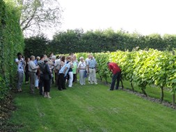 Open Dag bij Wijndomein De Koen