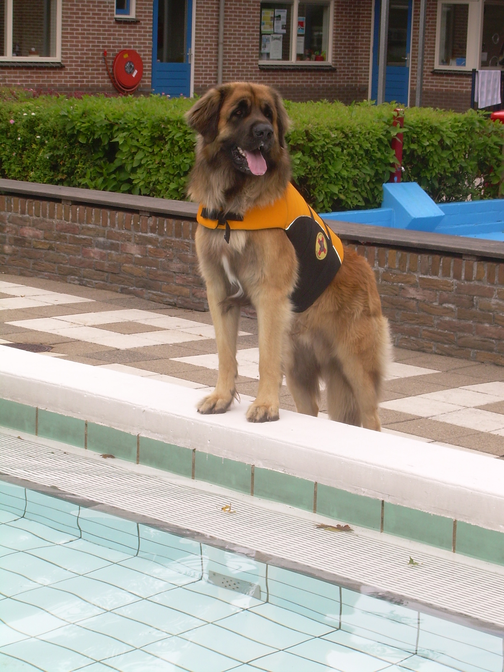 Honden zwemmen in zwembad de Bever