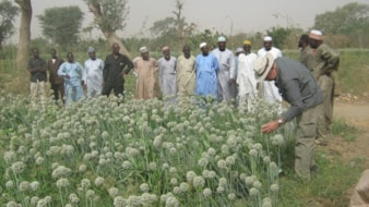Uienteelt in Niger, met advies van De Groot en Slot