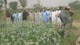 Uienteelt in Niger, met advies van De Groot en Slot
