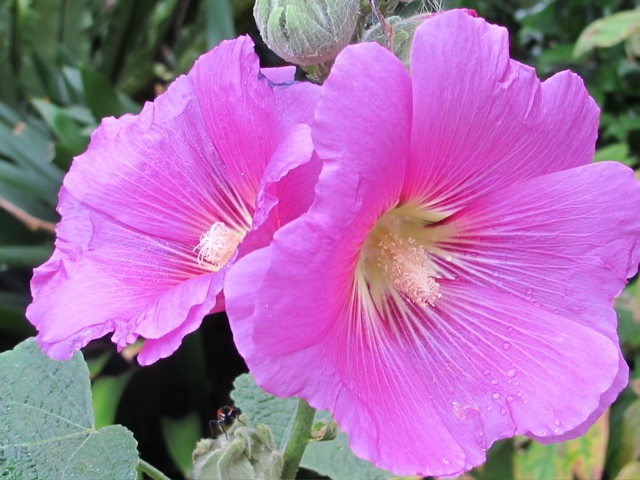 60-jarig huwelijksfeest in Sint Pancras