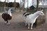 De dieren kijken toe