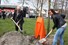 Koningslinde geplant in Broek op Langedijk