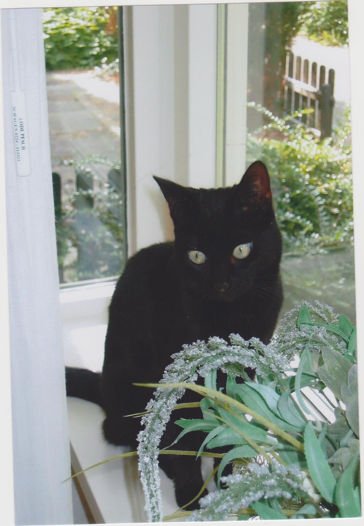 Vermiste poes in Oudkarspel weer teruggevonden