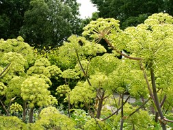 Bijenweekend in Hortus Alkmaar (foto Hortus Alkmaar)