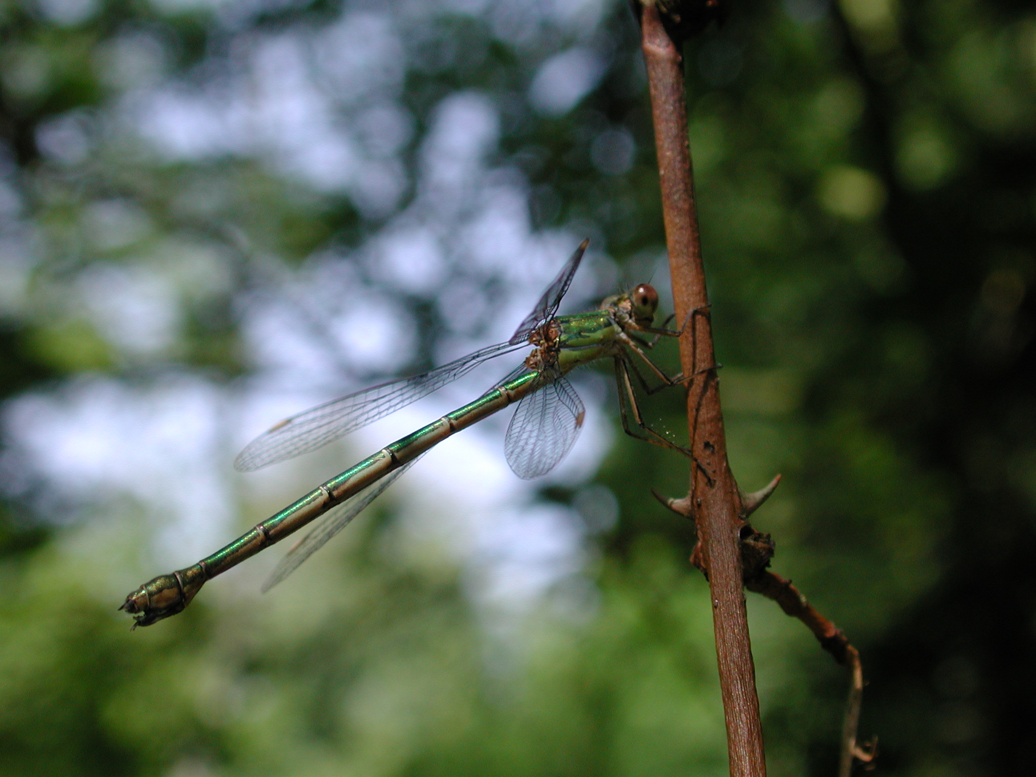 Beestjesweekend in Hortus Alkmaar
