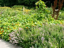 Een deel van de eetbare tuin in Hortus Alkmaar