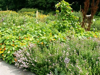 Een deel van de eetbare tuin in Hortus Alkmaar