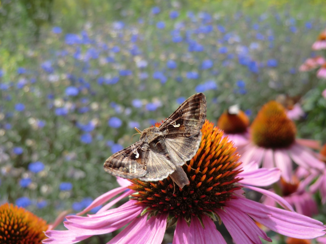 Nationale Nachtvlindernacht in de Hortus Alkmaar