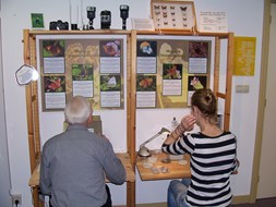 Museumweekend in Natuurmuseum Westflinge