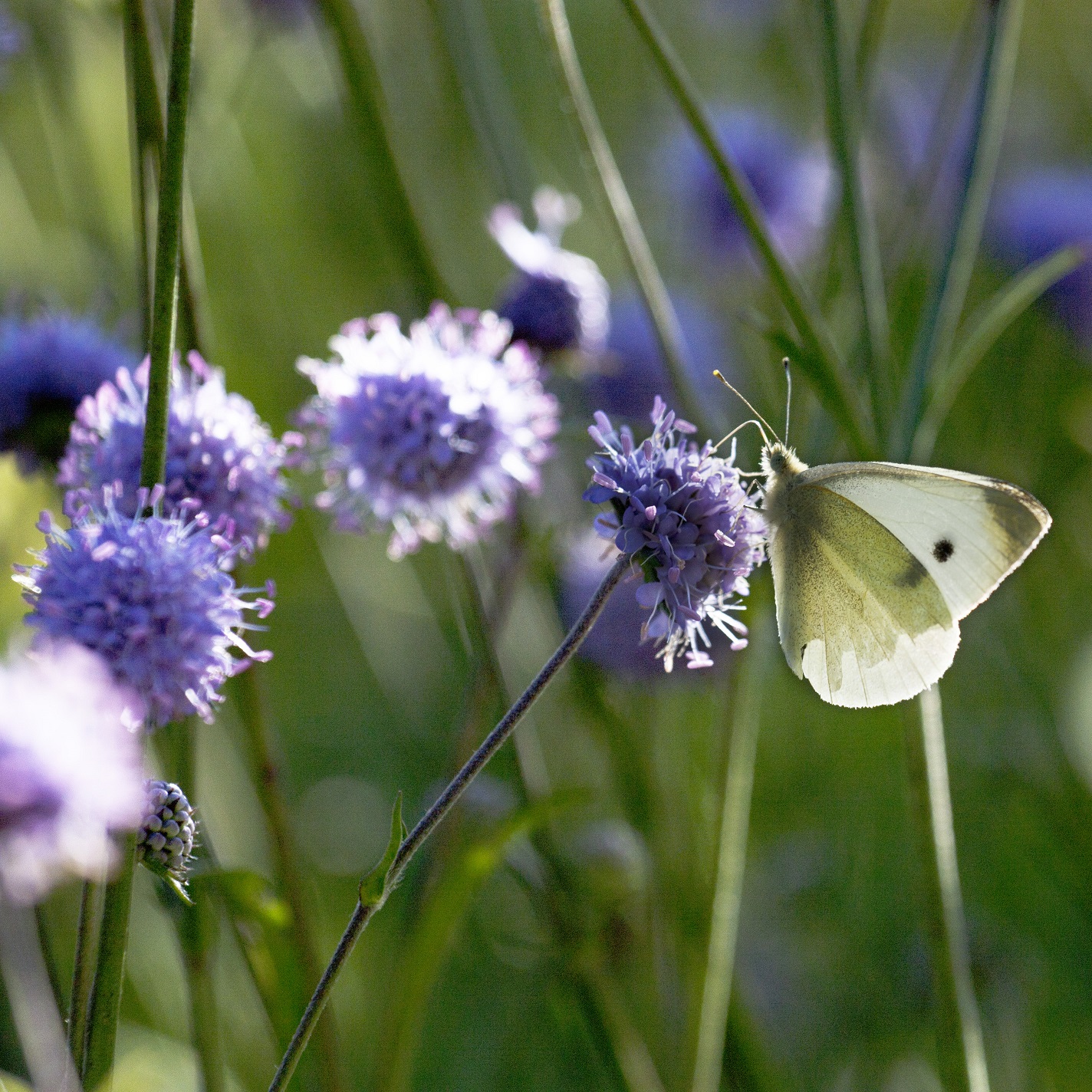 Cursus natuurfotografie in Hortus Alkmaar