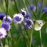 Cursus natuurfotografie bij Hortus Alkmaar