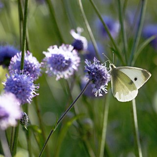 Cursus natuurfotografie bij Hortus Alkmaar