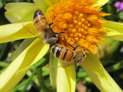 Kinderworkshop over bijen en honing in Hortus Alkmaar