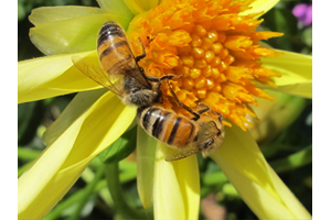 Kinderworkshop bijen en honing