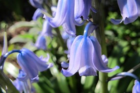 Poëzie in de tuin