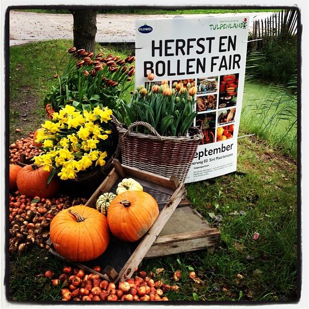 Herfst en Bollenfair op Fluwel’s Tulpenland met bloeiende tulpen!