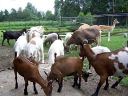 Werelddierendag bij kinderboerderij Jong Leven in Sint Pancras