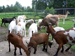 Werelddierendag bij kinderboerderij Jong Leven in Sint Pancras