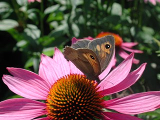 Lezing over kruiden bij Hortus Alkmaar