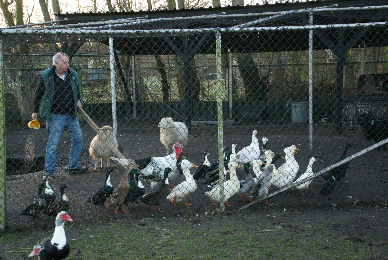 Het pluimvee mag weer los bij “ Jong Leven “