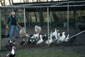 De dieren mogen weer los bij Kinderboerderij Jong Leven in Sint Pancras
