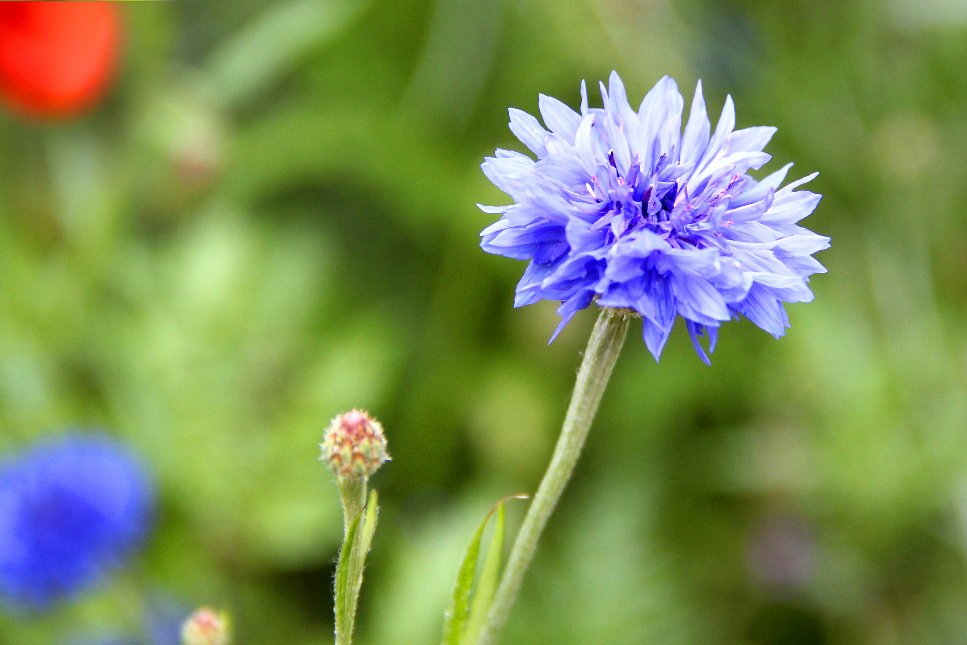 Workshop basisfotografie bij Hortus Alkmaar