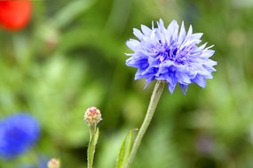 Natuurkieken