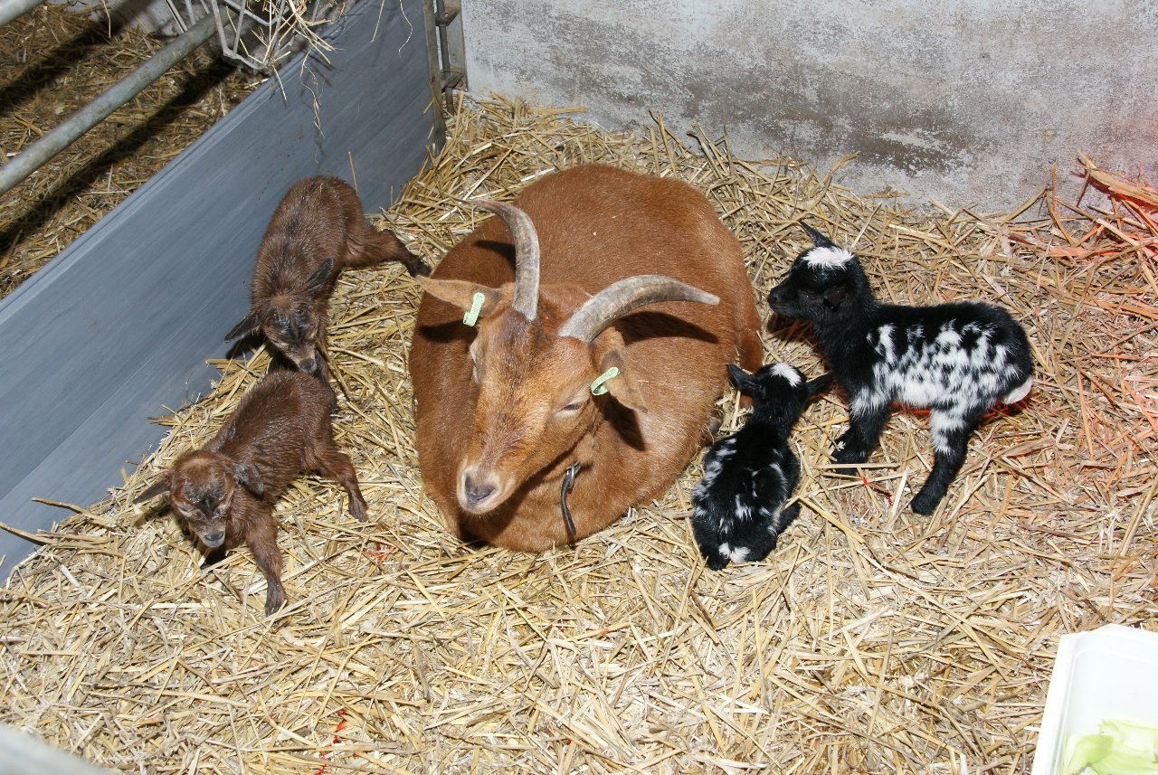Vierling bij " Jong Leven "