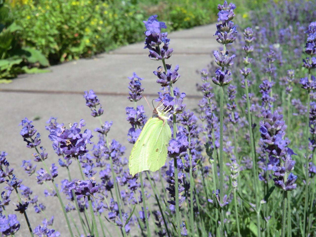 Workshop 'ontwerp je eigen vlindertuin' bij Hortus Alkmaar