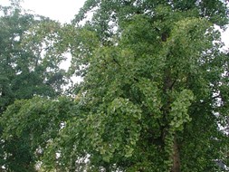 Ginkgo biloba met vrucht