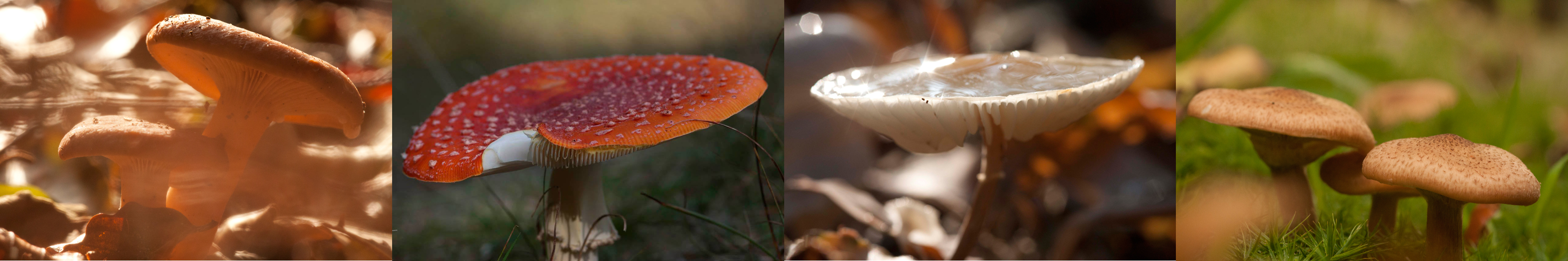 Cursus herfstfotografie bij Hortus Alkmaar