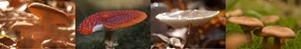 paddenstoelen