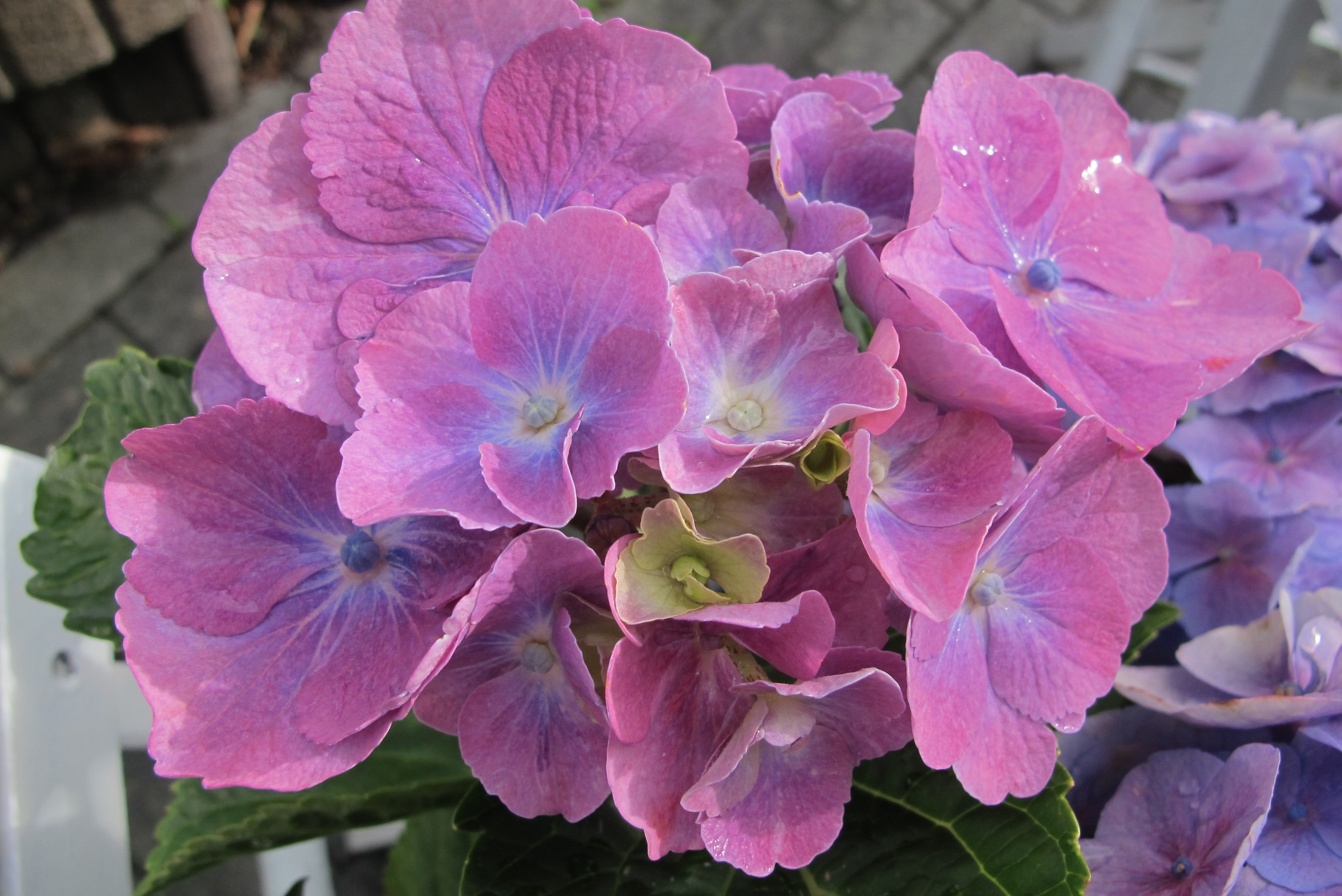 Spiritueel café in Oudkarspel