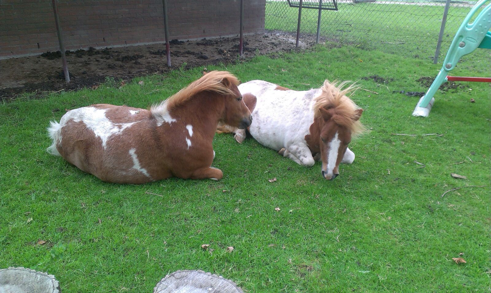Dierendag 4 oktober bij Kinderboerderij De Beestenboel