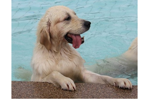 Hondenzwemmen in Zwembad de Bever, dierendag wordt een feest