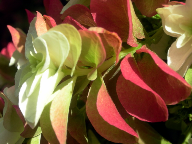 Nieuwe meditatiecursussen bij Hortus Alkmaar