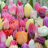 2015tutti tulp rom (foto Carlos van der Veek)